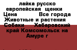 лайка русско-европейская (щенки) › Цена ­ 5 000 - Все города Животные и растения » Собаки   . Хабаровский край,Комсомольск-на-Амуре г.